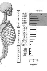 Contrabody Movement spine